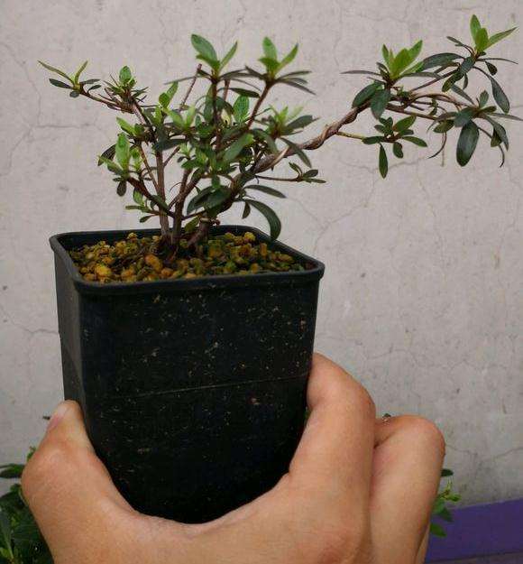 从小培养的提根下山桩 怎么样 图片