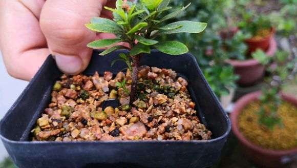 从小培养的提根下山桩 怎么样 图片