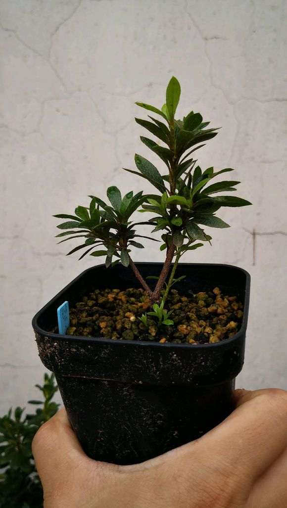 从小培养的提根下山桩 怎么样 图片