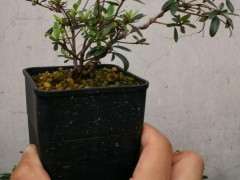 从小培养的提根下山桩 可以吗 图片