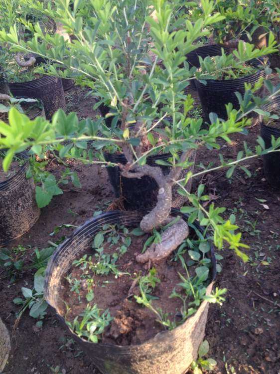 金雀下山桩小品 单棵包邮100 贵吗 图片