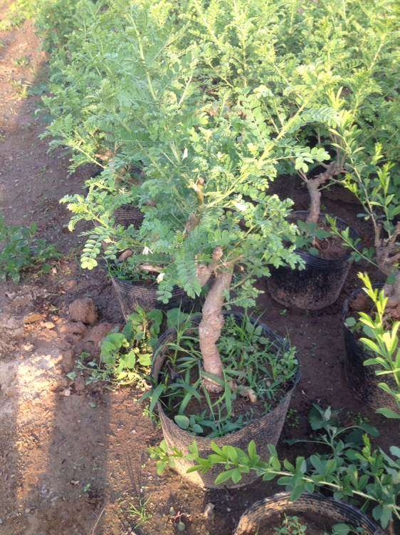 金雀下山桩小品 单棵包邮100 贵吗 图片