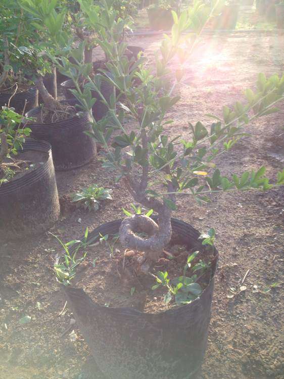 金雀下山桩小品 单棵包邮100 贵吗 图片