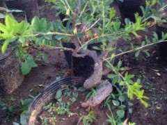 金雀下山桩小品 单棵包邮100 贵吗 图片