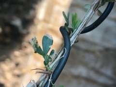 金雀下山桩有的叶子变成这样 怎么办