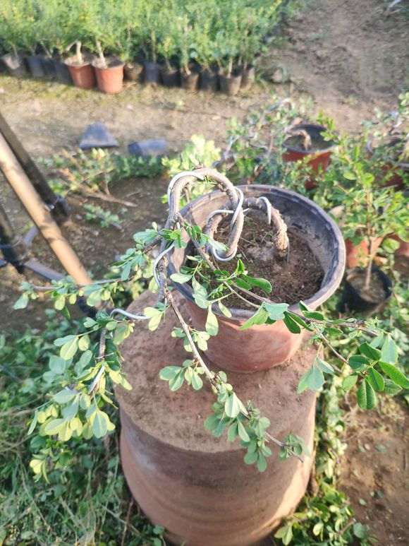 金雀下山桩怎么初级造型的方法 图片