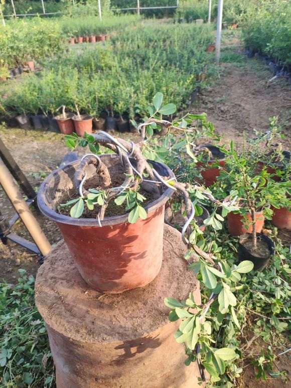 金雀下山桩怎么初级造型的方法 图片