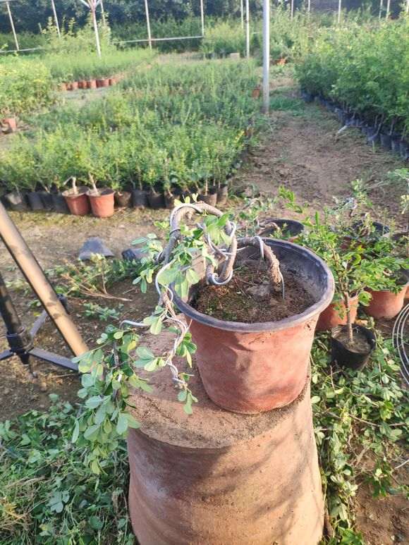 金雀下山桩怎么初级造型的方法 图片