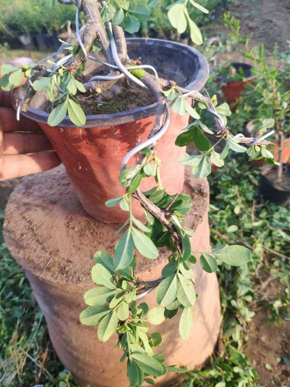 金雀下山桩怎么初级造型的方法 图片