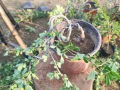 金雀下山桩怎么初级造型的方法 图片