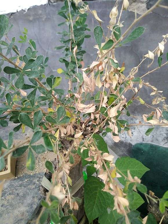 金雀下山桩怎么了 用什么药 图片