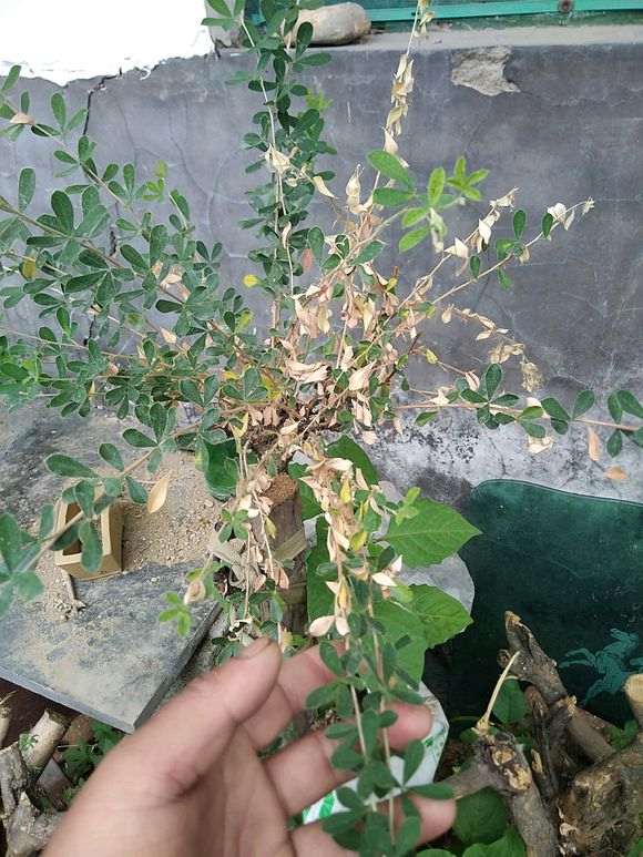 金雀下山桩怎么了 用什么药 图片