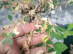 金雀下山桩怎么了 用什么药 图片