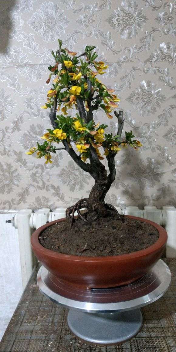 为什么 金雀下山桩和锦鸡儿不是一个东西