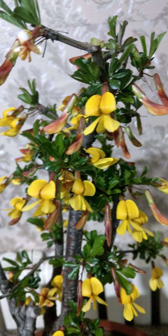 为什么 金雀下山桩和锦鸡儿不是一个东西