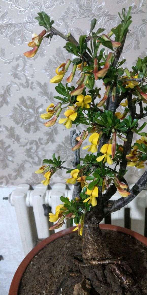 为什么 金雀下山桩和锦鸡儿不是一个东西