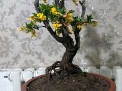 为什么金雀下山桩和锦鸡儿不是一个东西