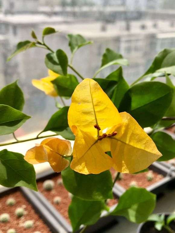 金雀下山桩开了几朵花 怎么样 图片