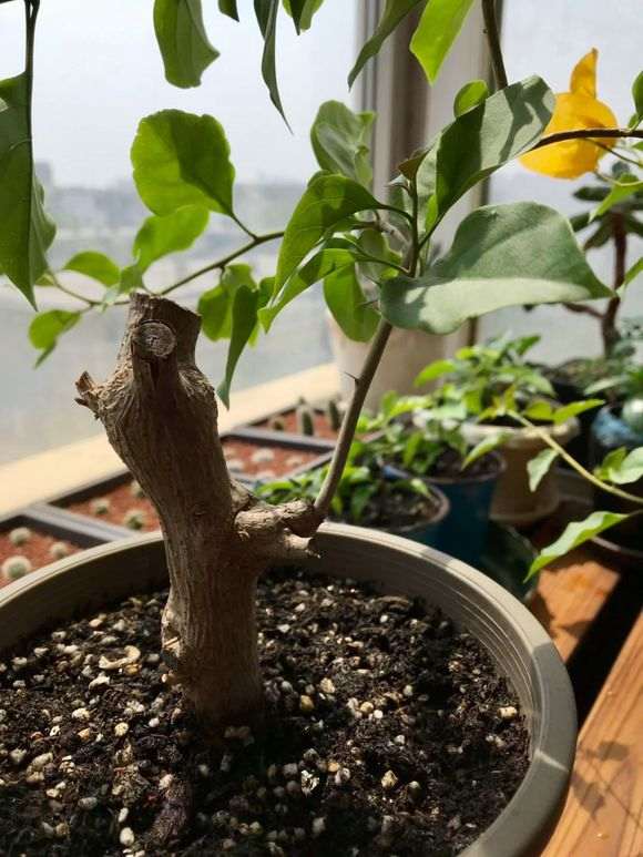 金雀下山桩开了几朵花 怎么样 图片