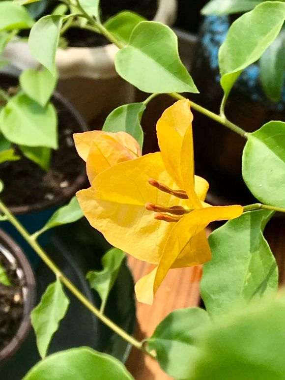 金雀下山桩开了几朵花 怎么样 图片