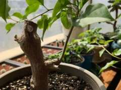 金雀下山桩开了几朵花 可以吗 图片