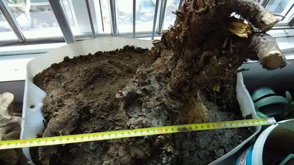 收了颗金雀下山桩 有30斤 怎么样 图片