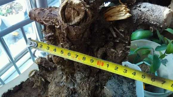 收了颗金雀下山桩 有30斤 怎么样 图片