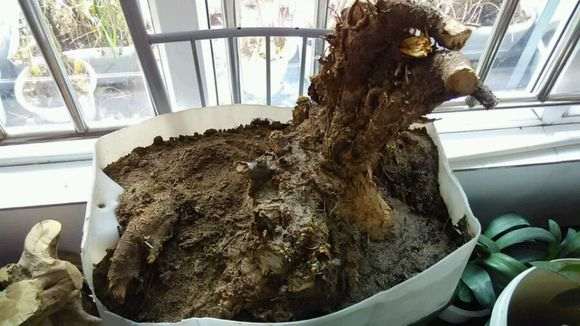 收了颗金雀下山桩 有30斤 怎么样 图片