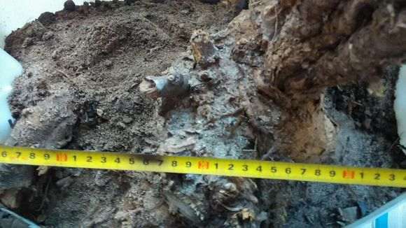 收了颗金雀下山桩 有30斤 怎么样 图片