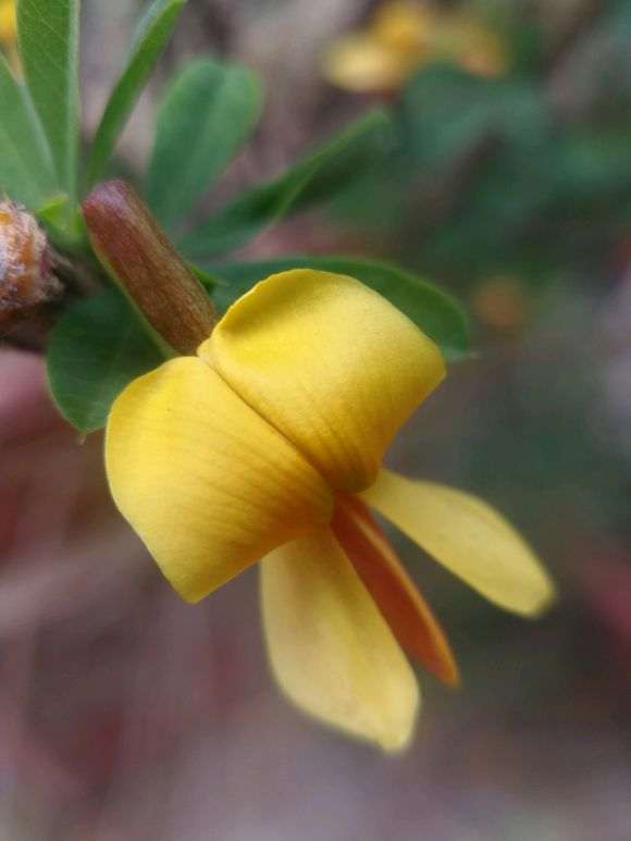 秋季金雀下山桩会开花吗 我的为什么开花