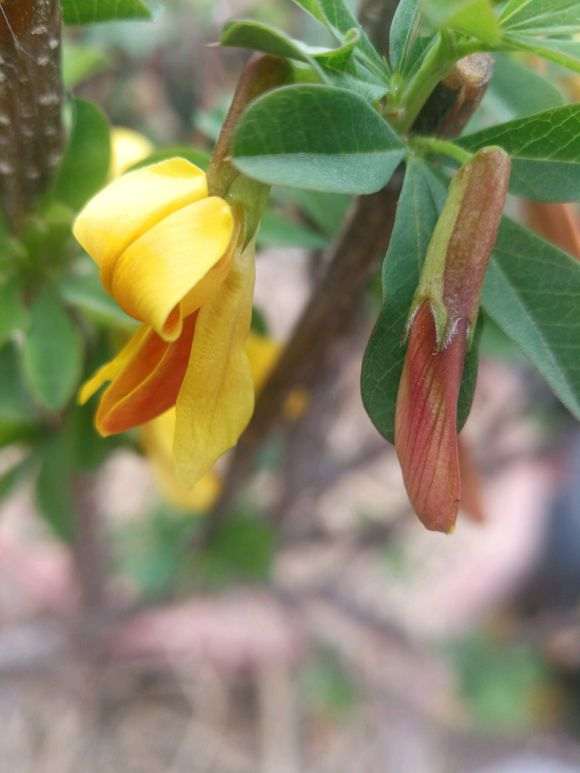 秋季金雀下山桩会开花吗 我的为什么开花