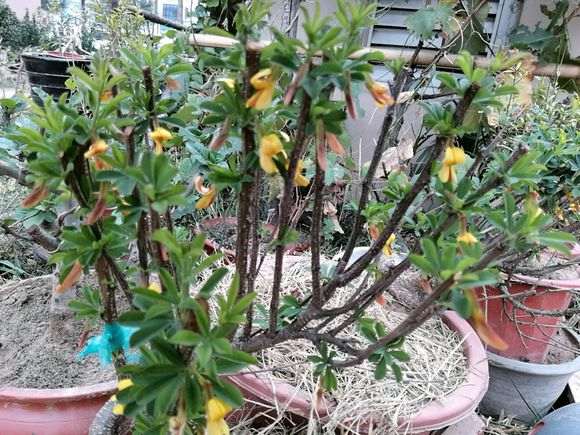 秋季金雀下山桩会开花吗 我的为什么开花