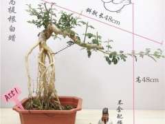 对节白蜡下山桩做附石盆景 可以吗 图片