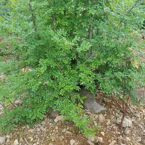 地栽对节白蜡下山桩2年 长的好疯狂 图片