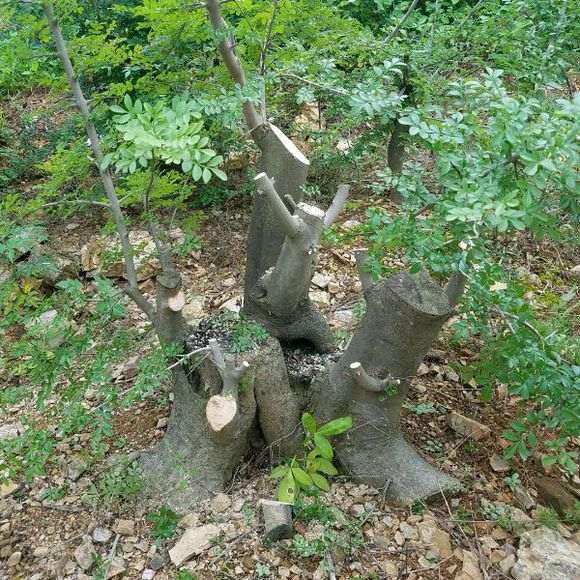 地栽对节白蜡下山桩2年 长的好疯狂 图片