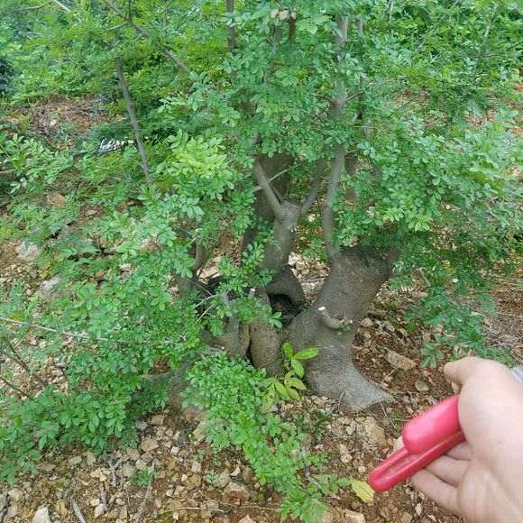 地栽对节白蜡下山桩2年 长的好疯狂 图片