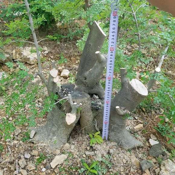 地栽对节白蜡下山桩2年 长的好疯狂 图片