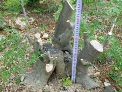 地栽对节白蜡下山桩2年 长的好疯狂 图片