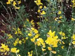 这是金雀下山桩儿吗 买了四棵 可以吗