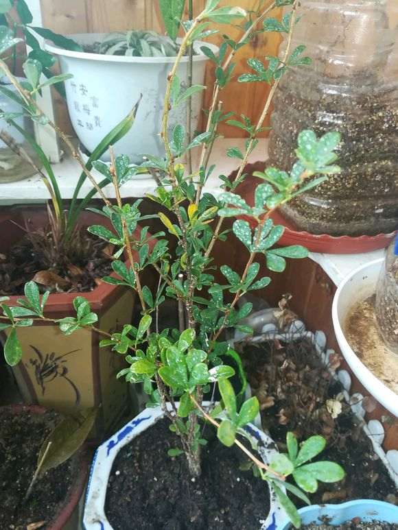 金雀下山桩怎么用粗砂养根的方法 图片