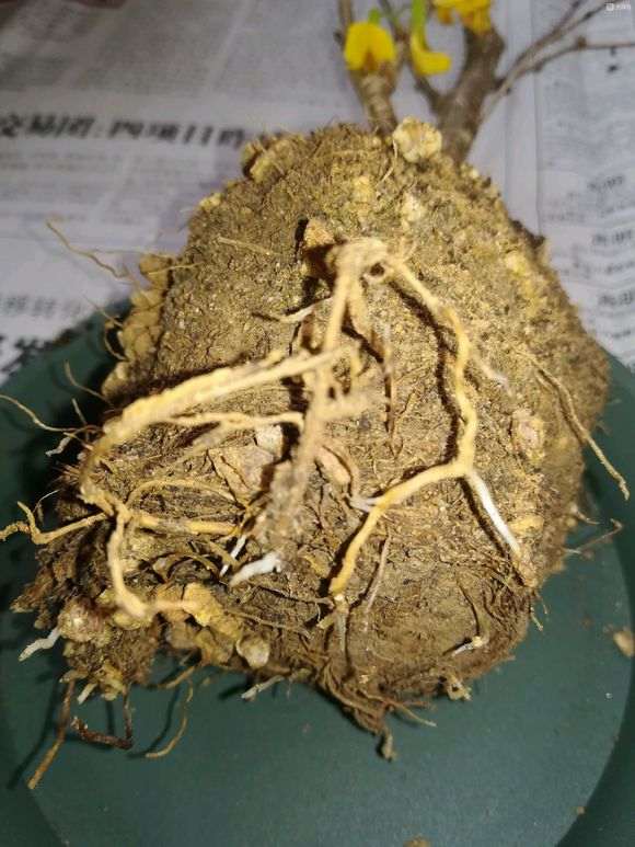 金雀下山桩怎么用粗砂养根的方法 图片