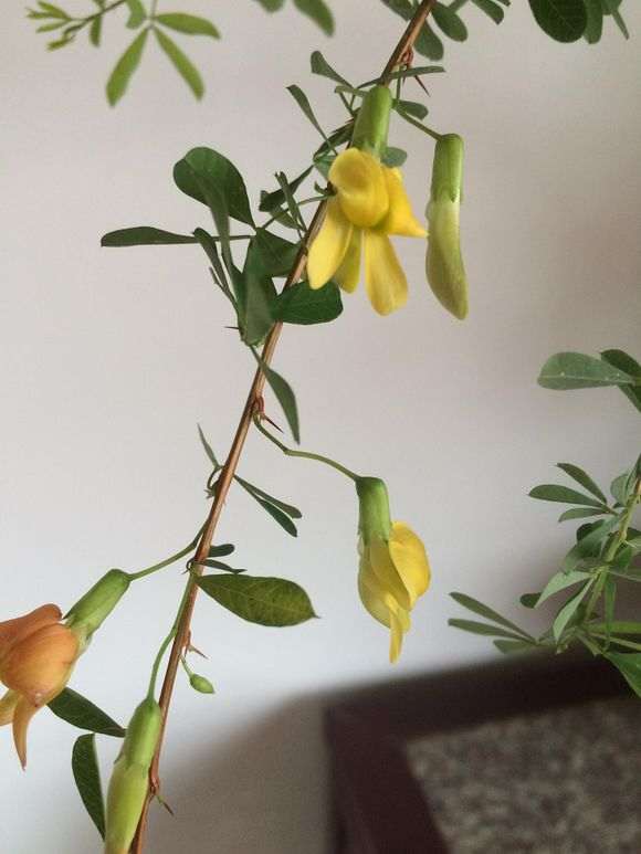 为什么金雀下山桩根怕水大 容易沤根