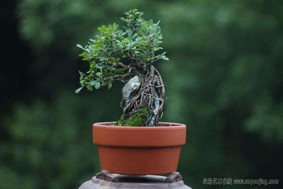 为什么金雀下山桩根怕水大 容易沤根