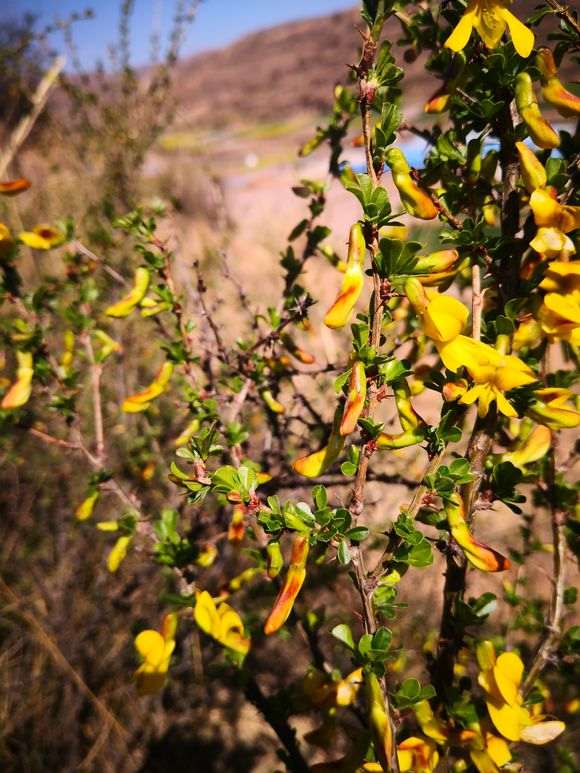 为什么金雀下山桩非常好看 图片