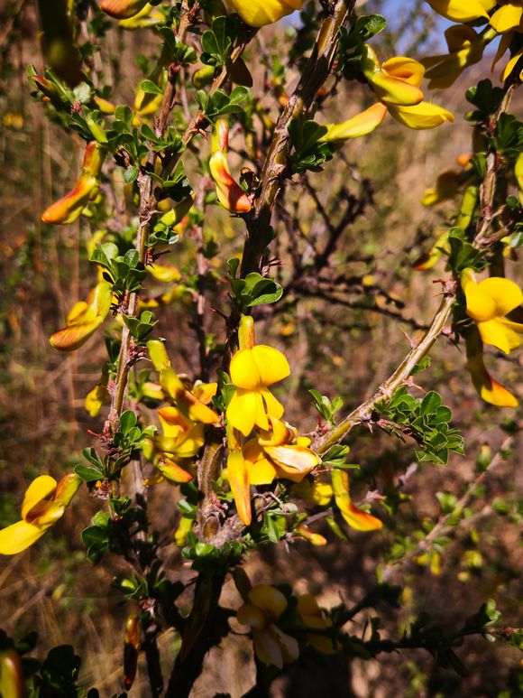 为什么金雀下山桩非常好看 图片