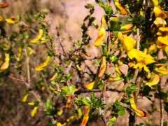 为什么金雀下山桩非常好看 图片