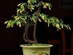 金雀下山桩什么时候移栽 最好 图片