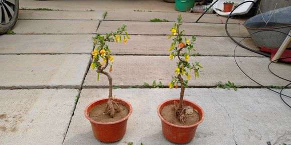 为什么北金雀下山桩初开黄色 图片