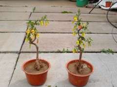 为什么北金雀下山桩初开黄色 图片