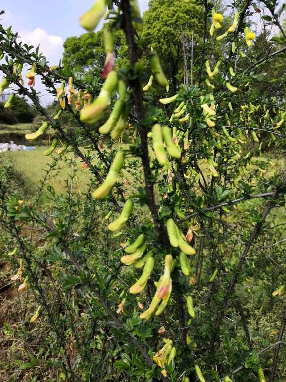为什么金雀下山桩的刺很多 图片